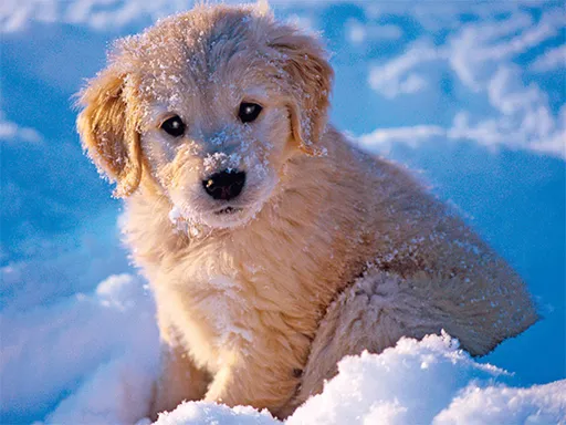 The Calculus of DarkSteel’s 4x Fighting Weakness A Structural Breakdown of Damage Calcs and Usage